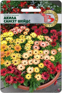 ������������ ����� ������ �����