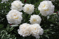 ���� ����� ����