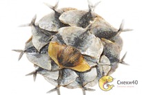 ������������� ��������� ������-������� 1��