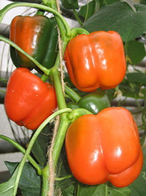 ����� ��������