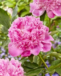 ���� �������� ������������, 2/3 n