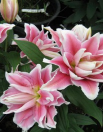 ����� �������