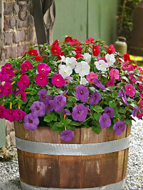 �������� ���� 5 ��.