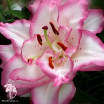 ����� ��������� ����������