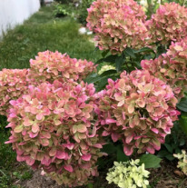 ��������� �������� (Hydrangea Graffiti)