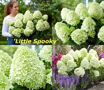 ��������� ����������� ���� �����