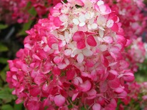 ��������� ���� �������