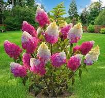 ��������� (�����������) ����� ������