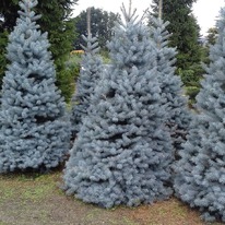 ��� ������� ������� ��� �������