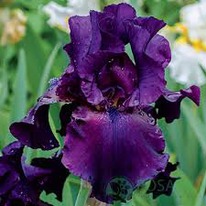 ���� ��������� ����������