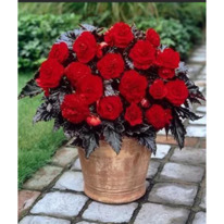 ������� ������� ���������