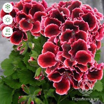 ���������� ����������� ������� �����