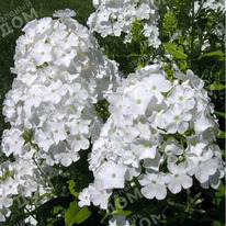 ����� ���� �������