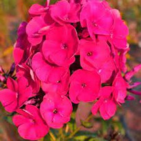 ����� �������� ����