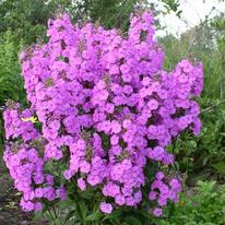 ����� ���������