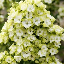 ����� ����� ����