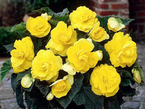 ������� �������� ������ (double yellow)