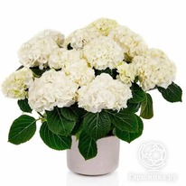 ��������� ��� �������� ����� ����������