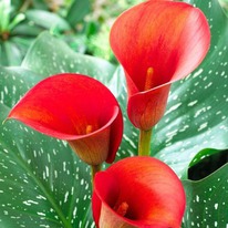 ����� ��� ����� 12/14