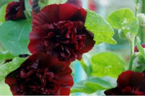 ����-���� ������ �����/�����