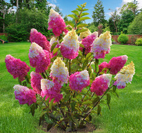 ��������� ����� ������ ���. ��