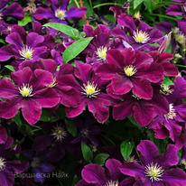 �������� �������� ���� �9