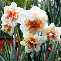 ������� �������� 5 �������