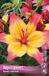 ����� �����������, 11/12