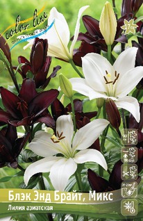 ���� ��� �����, ����, 12/14