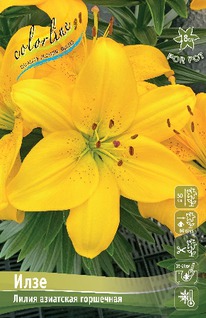 ����� ����, 10/12