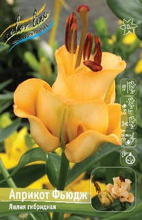 ����� ������� �����, 12/14