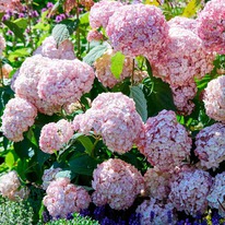 ��������� ���������/������� ����������� ����������� �������