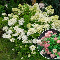 ��������� �������� �����. ��