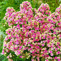 ����� ����� ����� ���