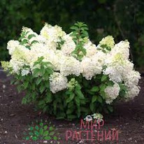 ��������� ���� ������. ��