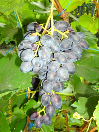 �������� �������� �������