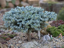 ����� ��������� ������� ����������