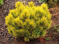 ����� ������ ����