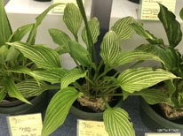 ����� �������� ������ ������� �� �������