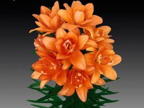 ����� ����� ���� ����