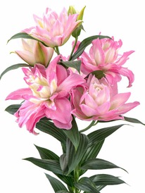 ����� LUCKY ANGEL ������� �� �������