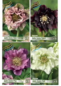 ��������� ����� ���� �����