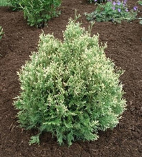 ��� �������� ���� ������