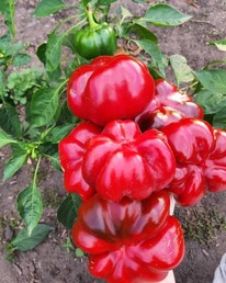 �������� �����